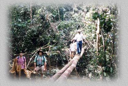 Bill traversing a log bridge