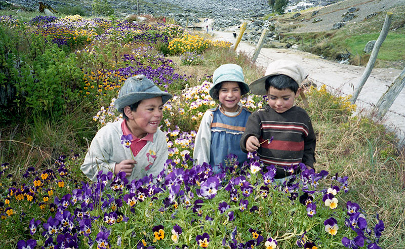 Rosy cheeked children sitting among the posies in the Andes Mountains.