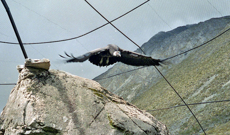 A condor with a 10 foot wingspan is on display in the Andes Mountains.