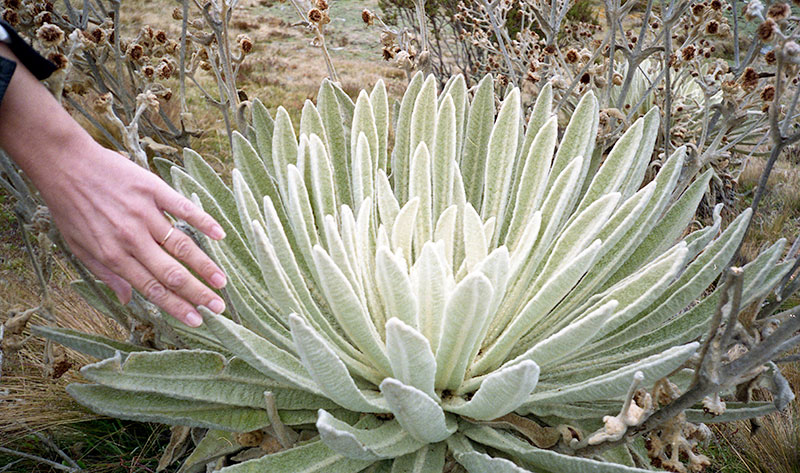 This furry plant survives the low temperatures of the Venezuelan Paramo