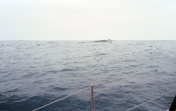 A 60 ft Fin Whale shadows us for 3 days and swims under the boat (see video).